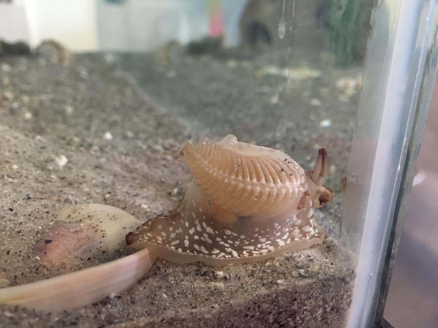 A sidegill sea slug ( Pleurobranchaea inconspicua ) found near Sanibel. 
