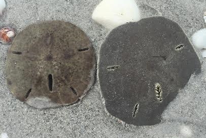 The dead sand dollar on the left has started to fade.