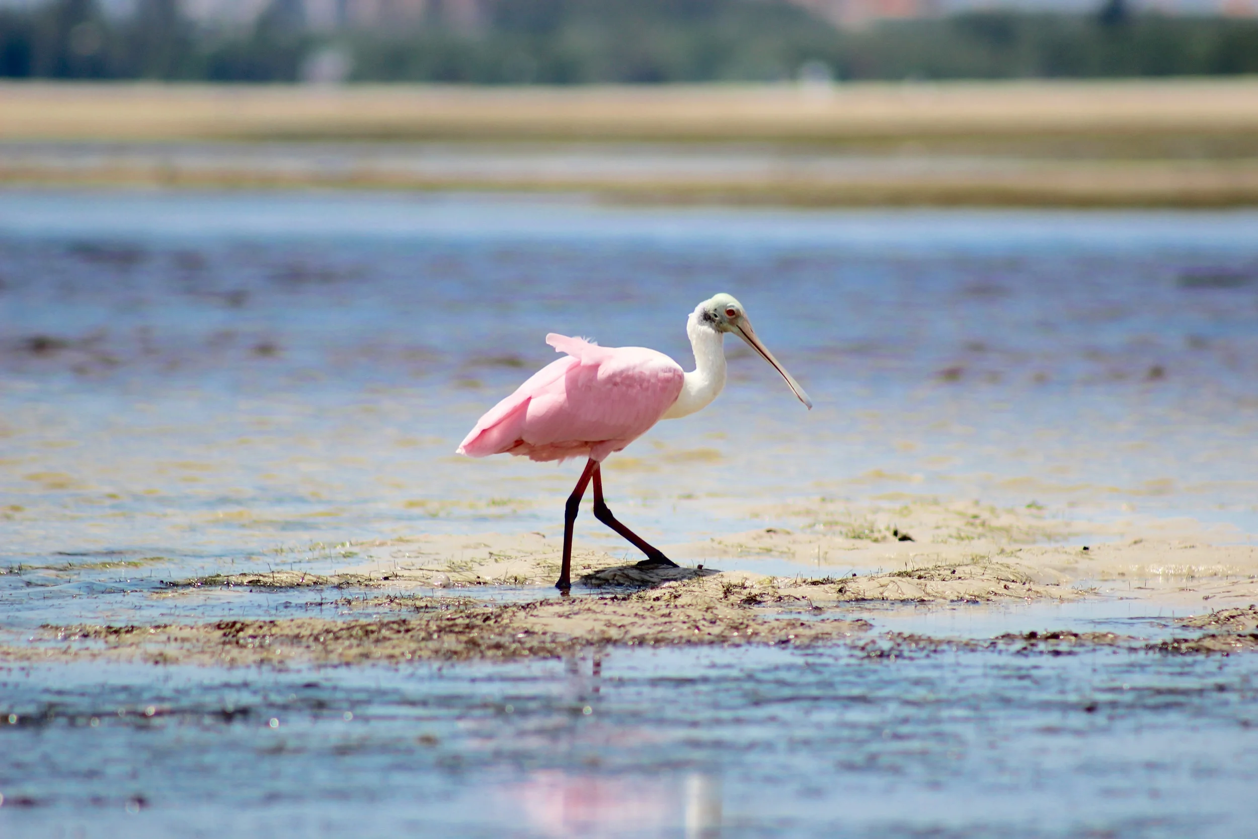 Roseate Spoonbill
