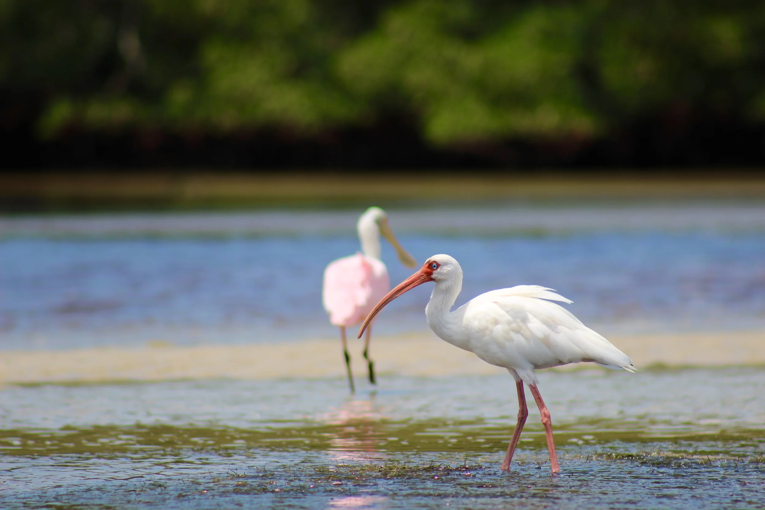 White Ibis