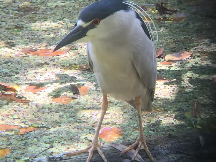 Black-crowned Night Heron