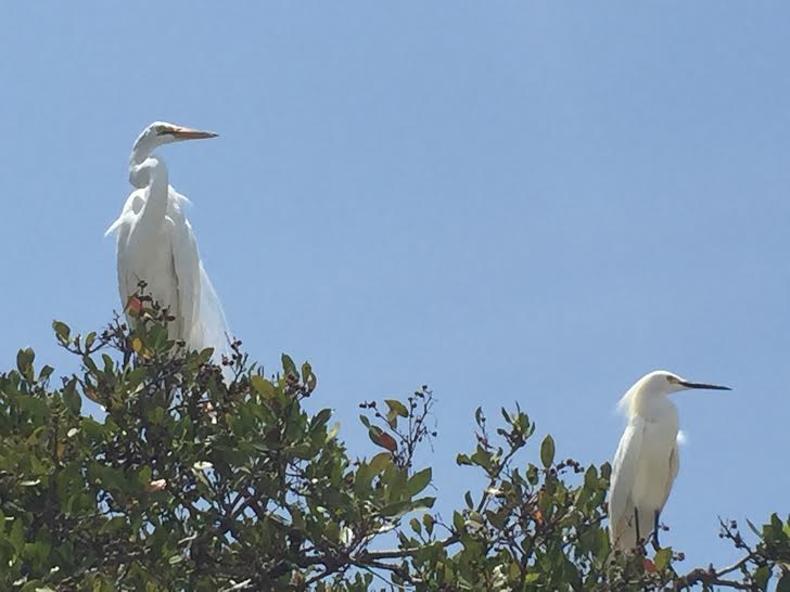 Great Egret and Snowy Egret