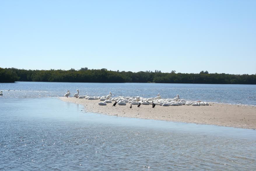 White Pelicans and Cormorants