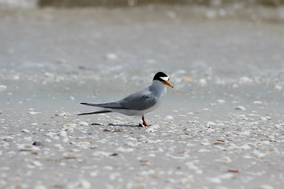 Least Tern