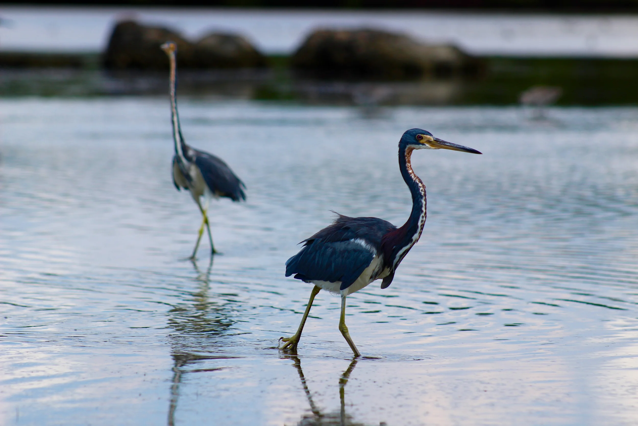 Tricolored Heron