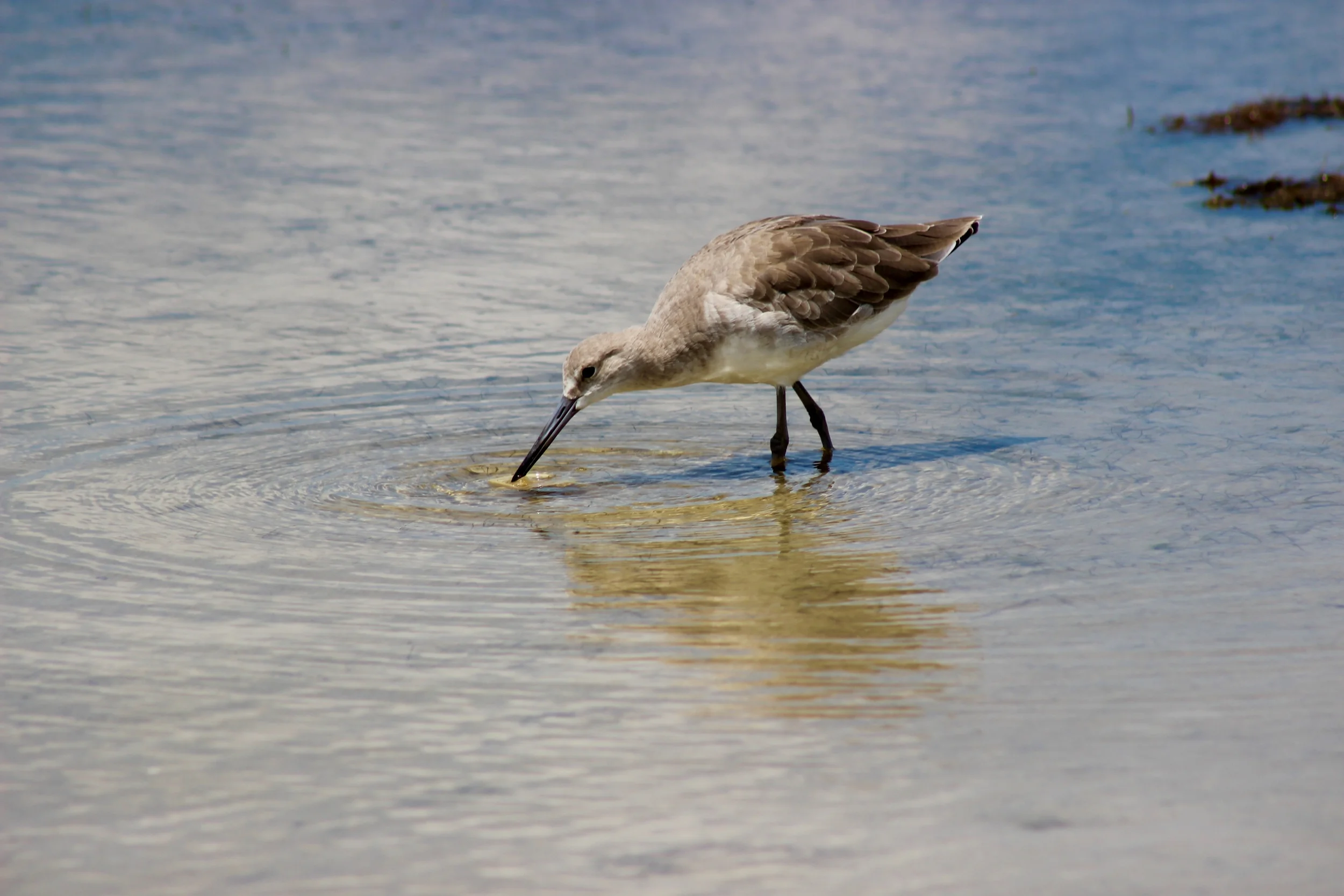 Willet
