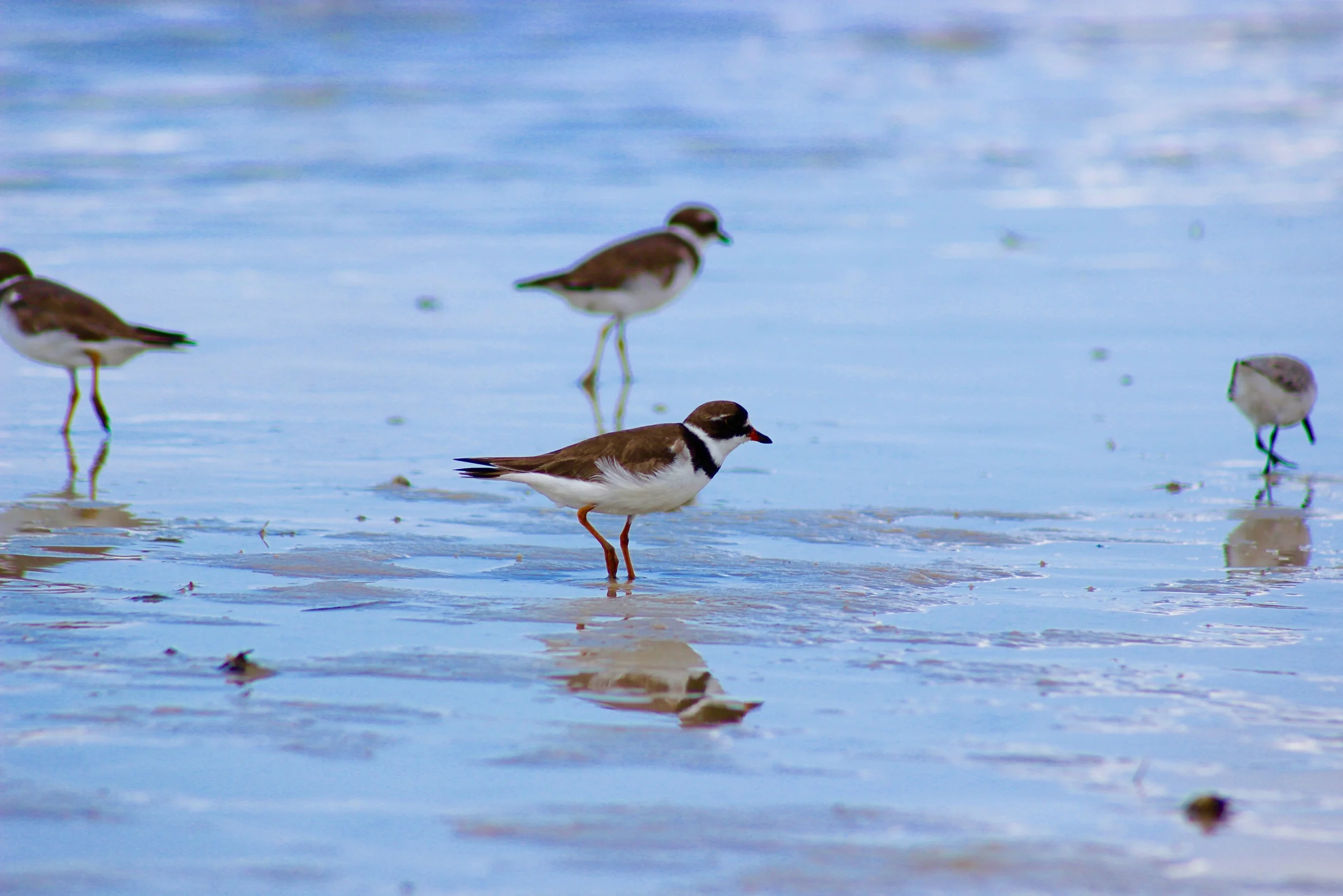 Semipalmated Plover