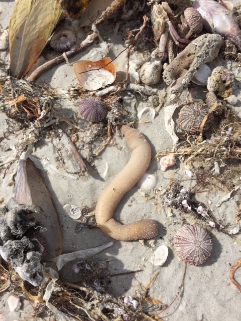 These Marine Worms are Nutty! — Sanibel Sea School
