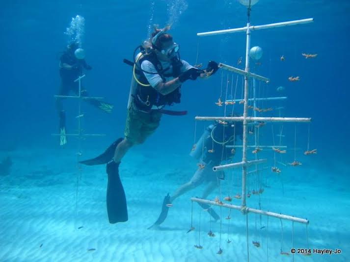 Johnny Rader : Here's a picture of me cleaning a coral nursery. I was able to help out with The Nature Conservancy's coral nursery project near Andros in the Bahamas. After a number of years of growth on the trees, the coral fragments are able to be re-planted on the reef. This is an effort to help rebuild damaged coral reefs, and it was an amazing experience to help with such an important project.