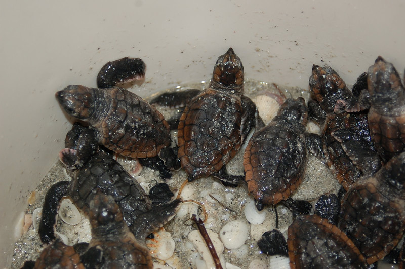 Tiny loggerhead sea turtle hatchlings wait to be released by SCCF staff after being rescued from the bottom of their nest.