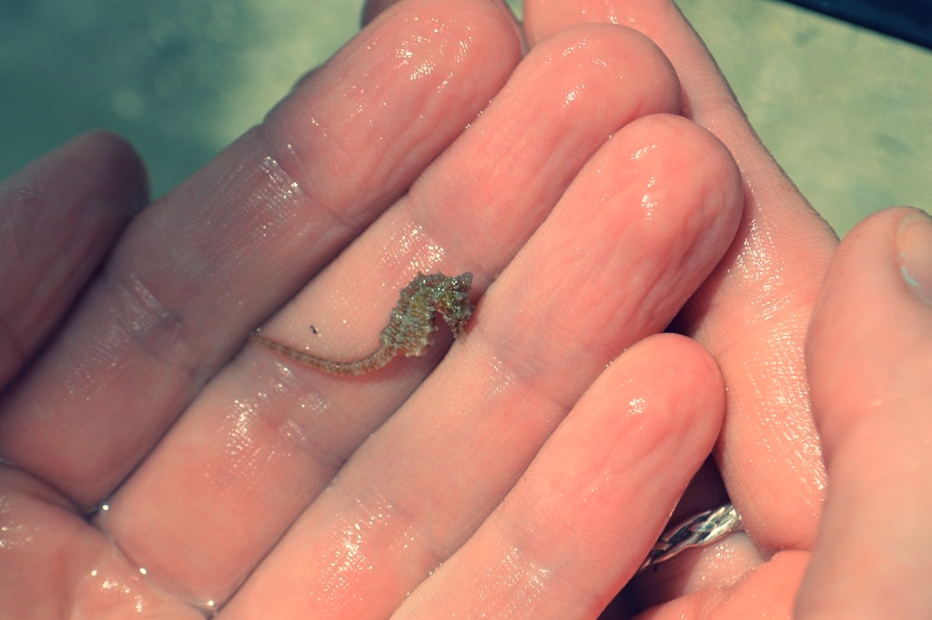 We found this tiny seahorse in our seine net, then released it back into the seagrass.