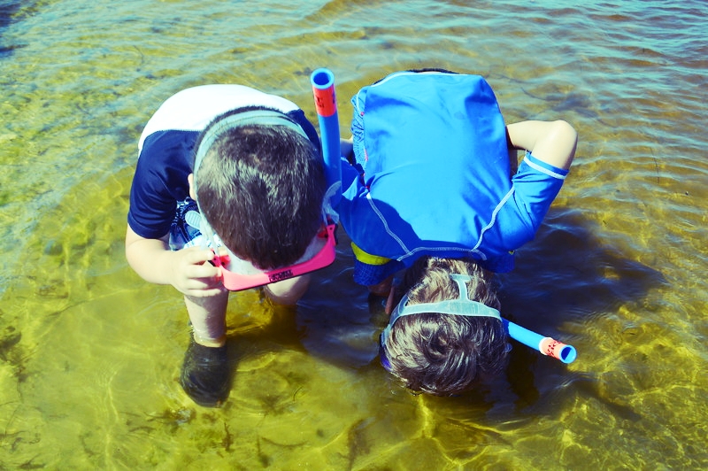 First-time snorkelers test the waters during Shark Pups Week. 