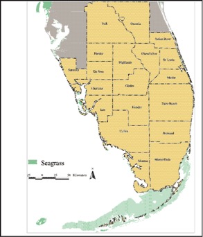 The distribution of seagrass in Florida. 