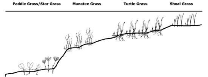 The relative depths at which various species of seagrass like to grow. 