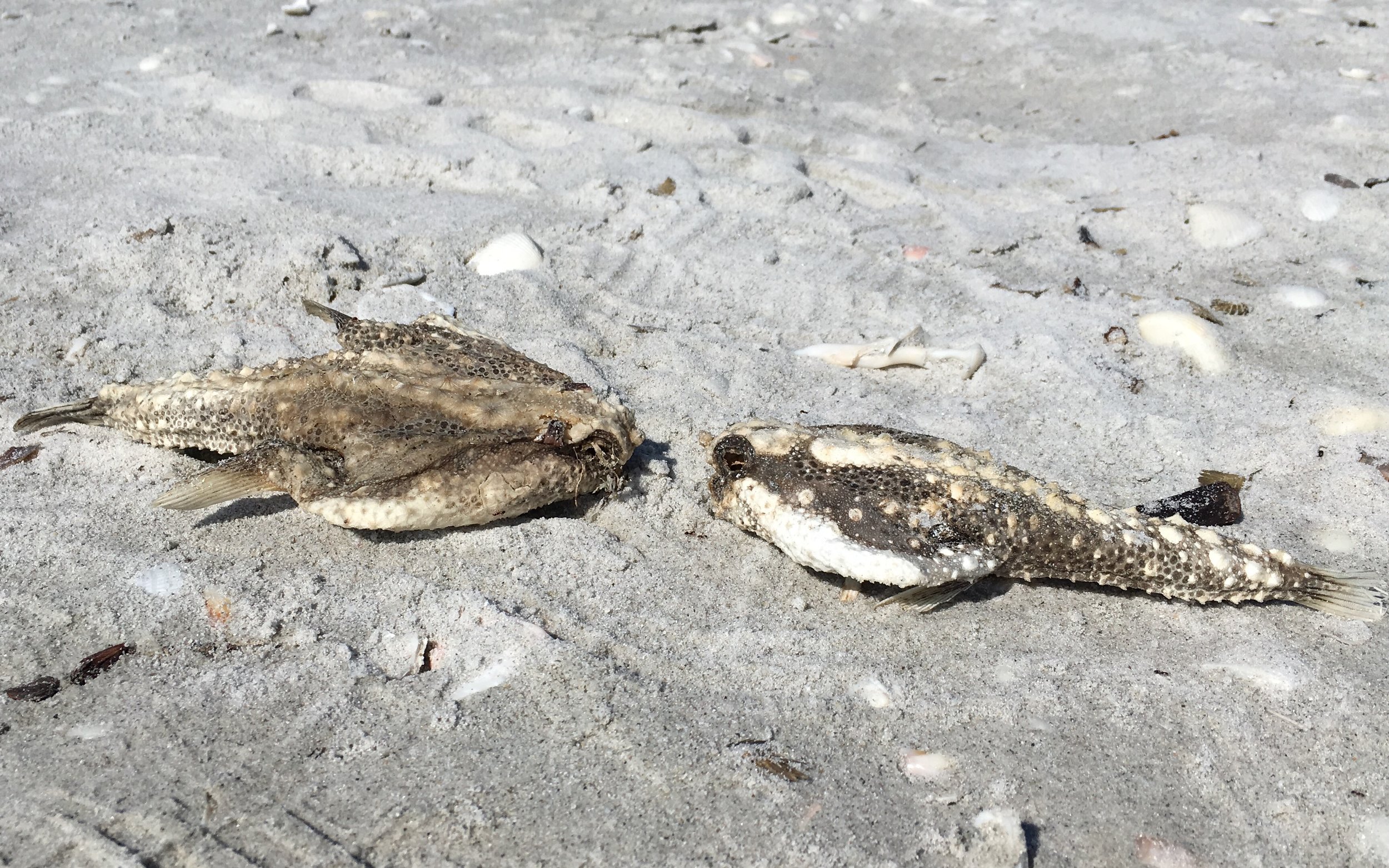 Two batfish found on the beach near Sundial Resort on Sanibel. 