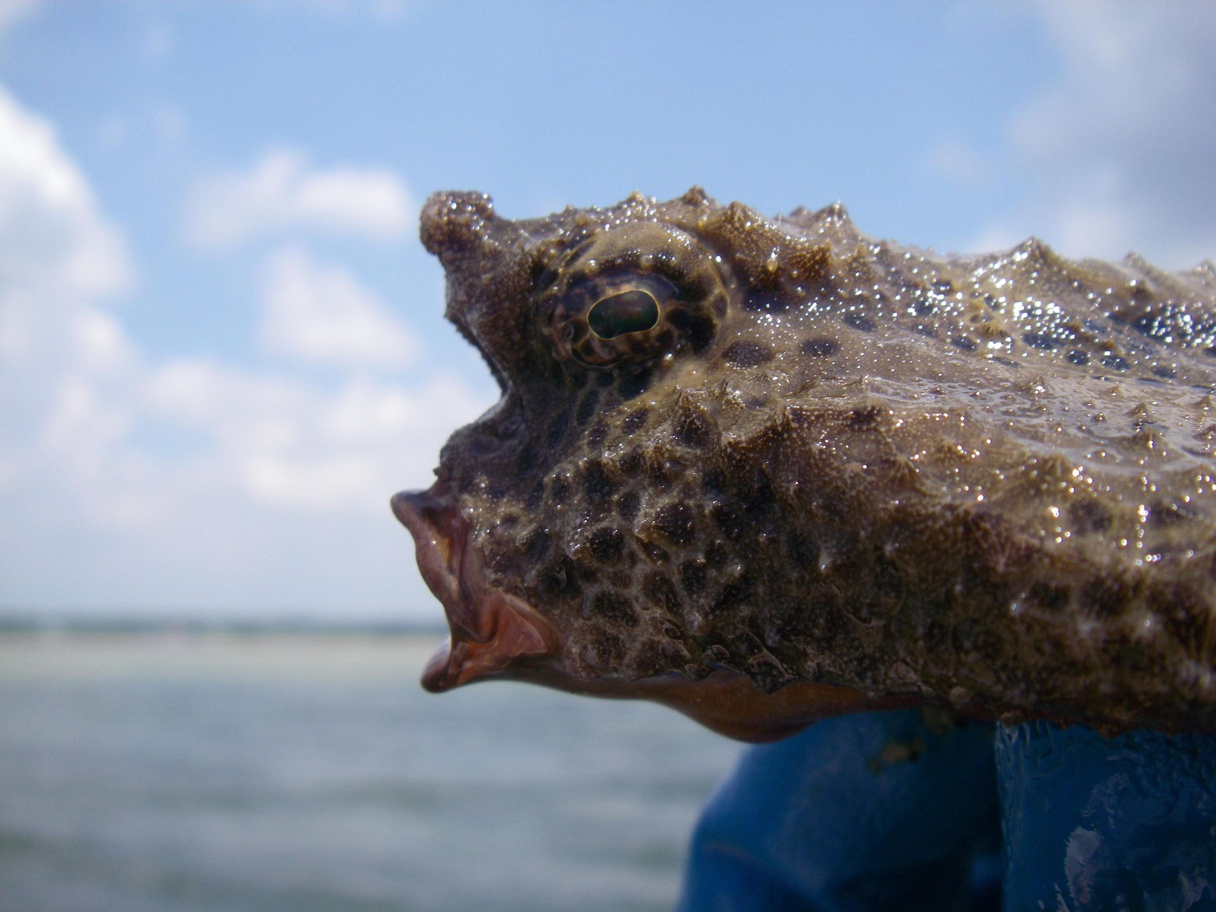 The head of a large, live polka-dot batfish. Photo source . 