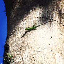 A magnificent green anole, native to Sanibel Island.