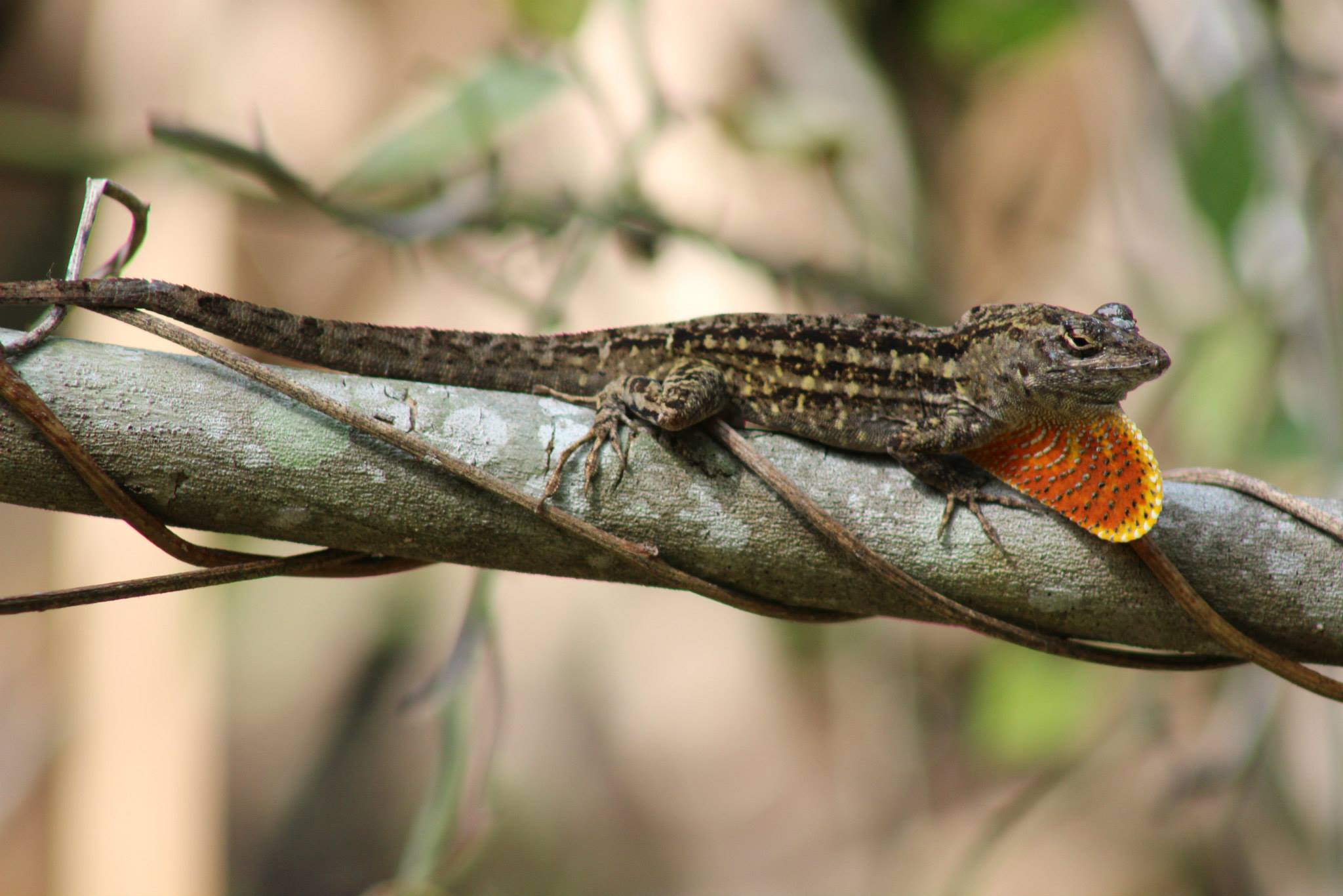 The brown anole is an invasive competitor to the green anole. 