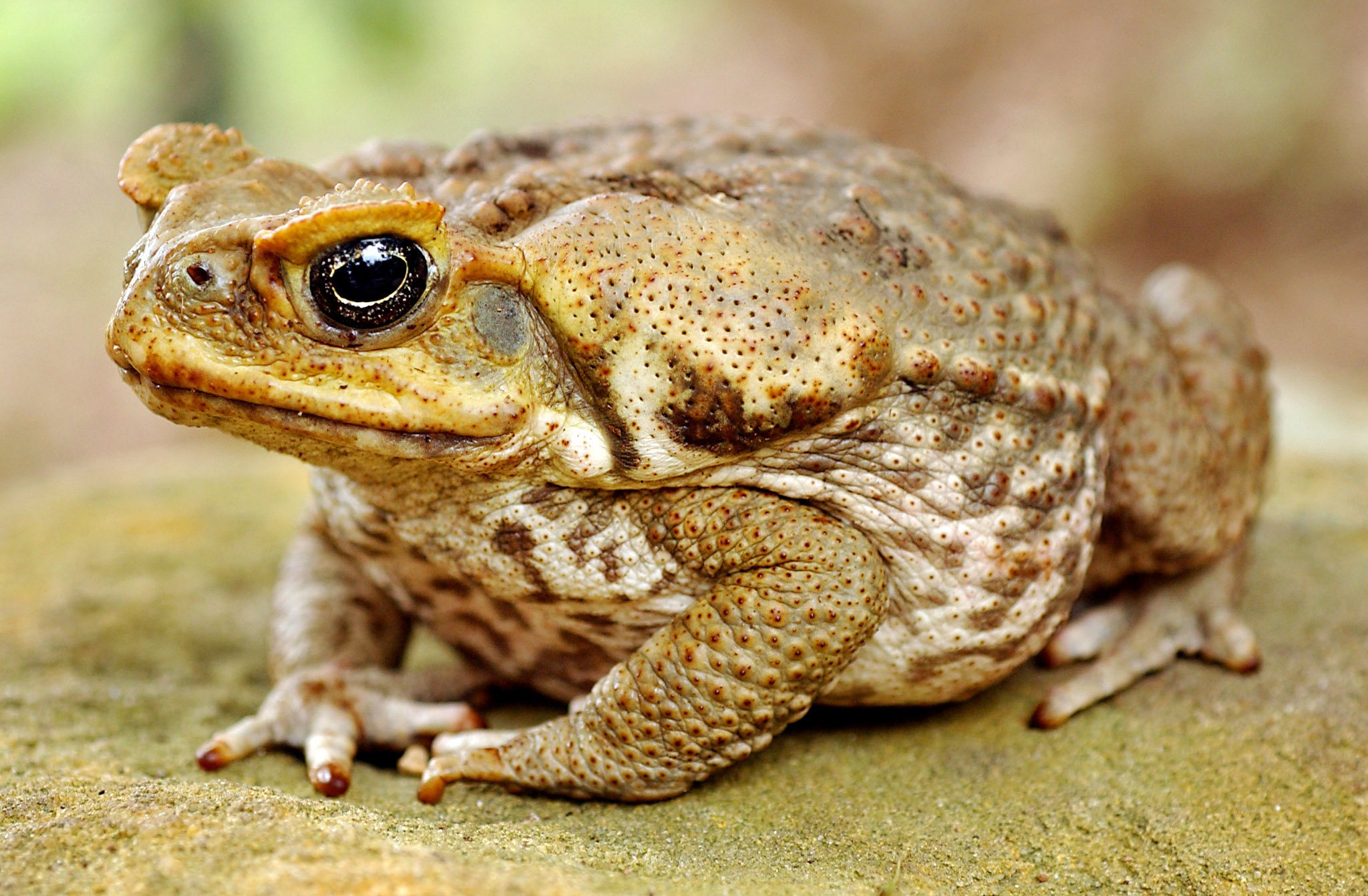 Cane toads are now relatively common on our island.