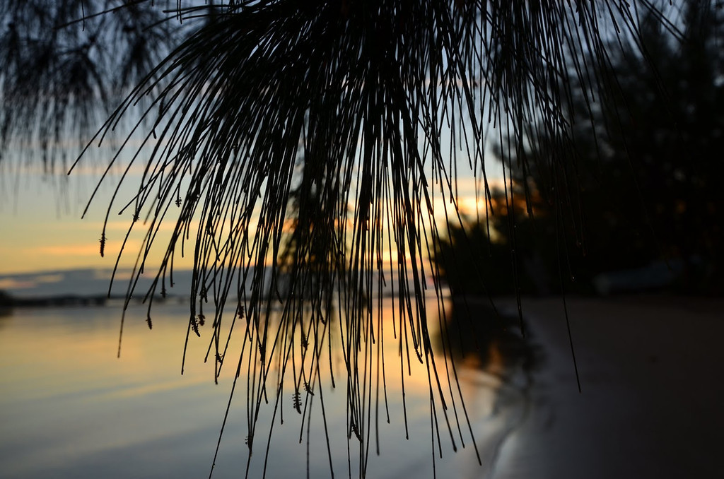 Although beautiful, the Australian pine poses threats to our local ecosystem. 