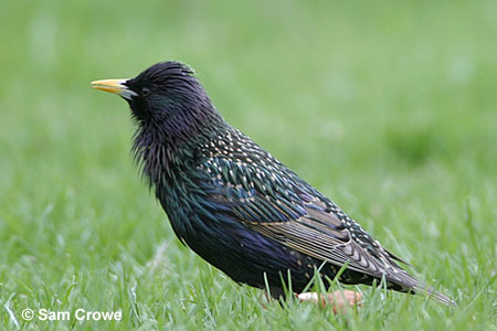 A European Starling. 