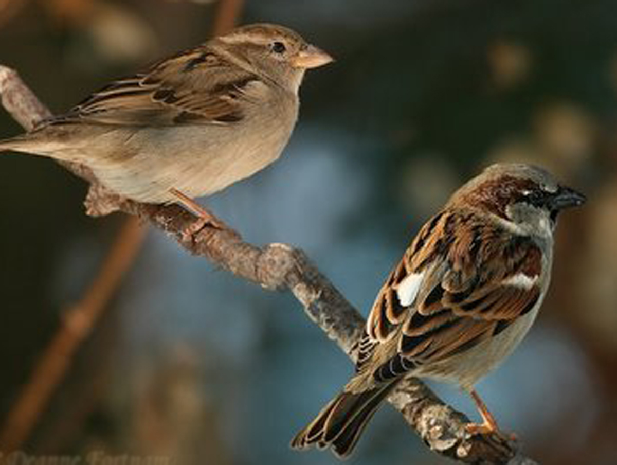 House Sparrows.