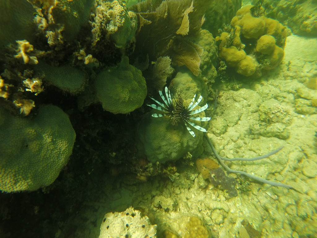 Lionfish native to the Indo-Pacific outcompete local predators for food and prey on small fish species and juvenile fish. 