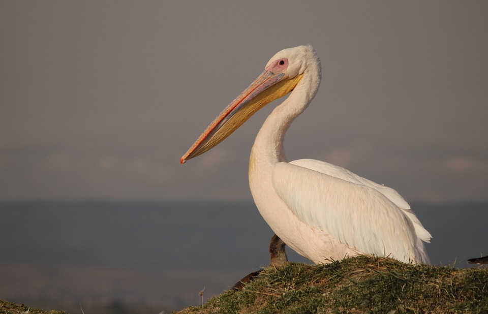 White Pelicans, winter residents of Sanibel Island, exhibit different behaviors and habits than Brown Pelicans.
