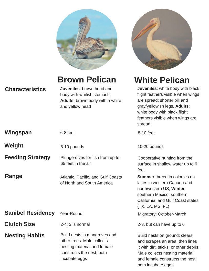 Our pelican fact cheat sheet. Click here to download a printable PDF. 