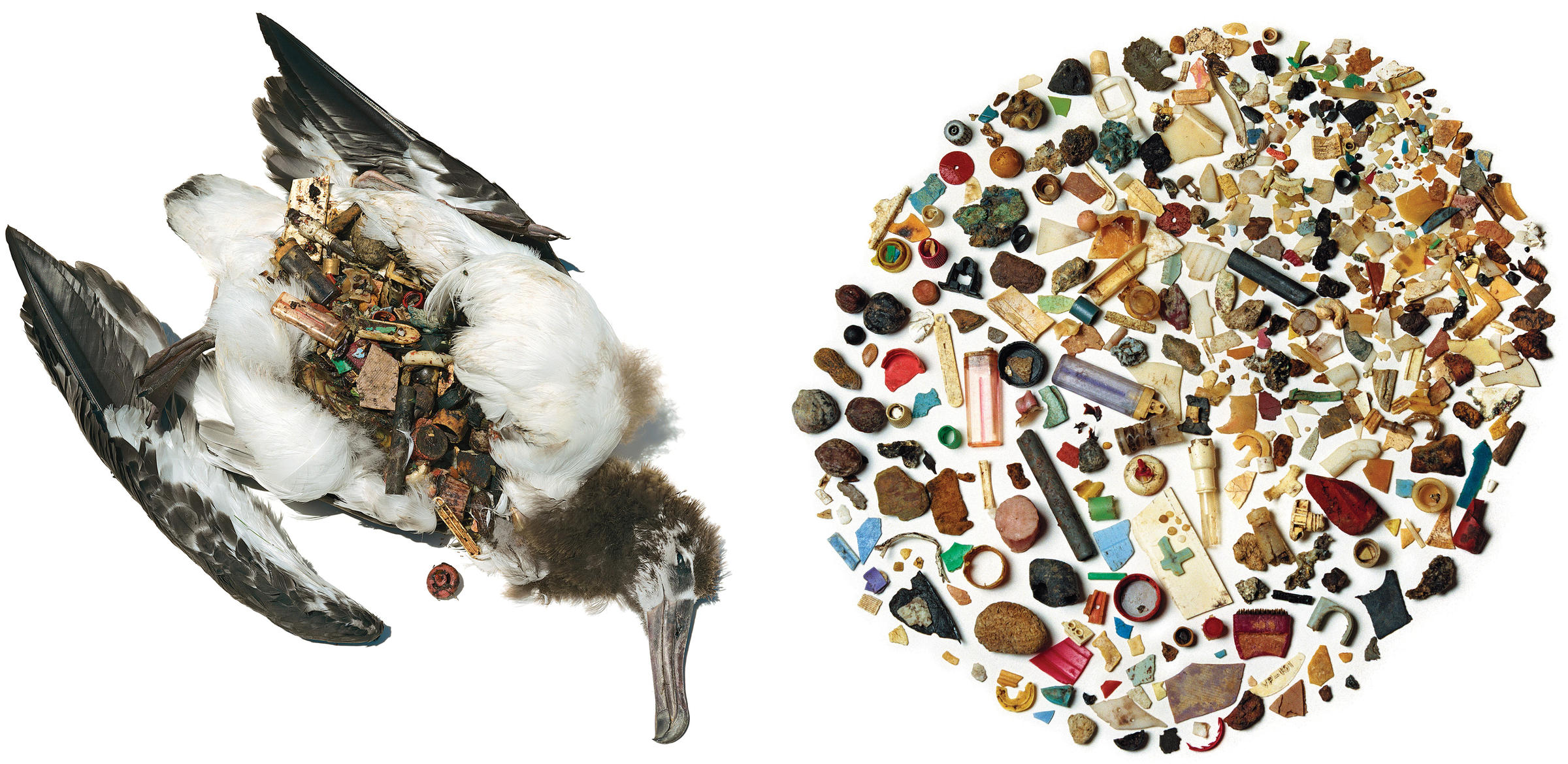 Seabirds often mistake small pieces of plastic for food, which takes a toll on the health of individuals and entire populations. 