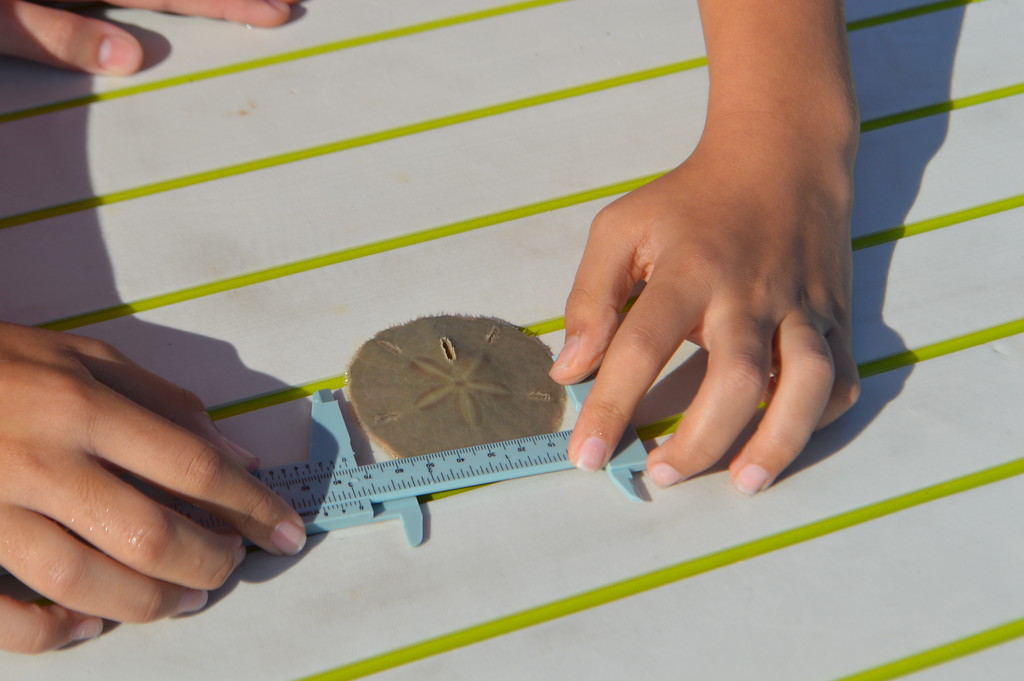 Students measured sand dollars during their research day. 