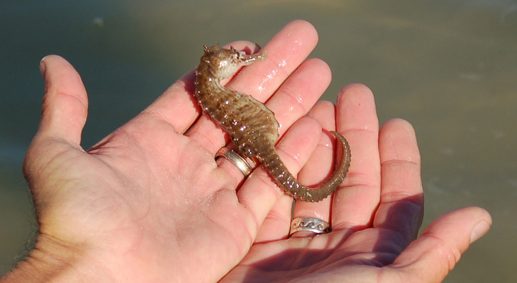 Seahorses are common inhabitants of Sanibel's seagrass beds. 