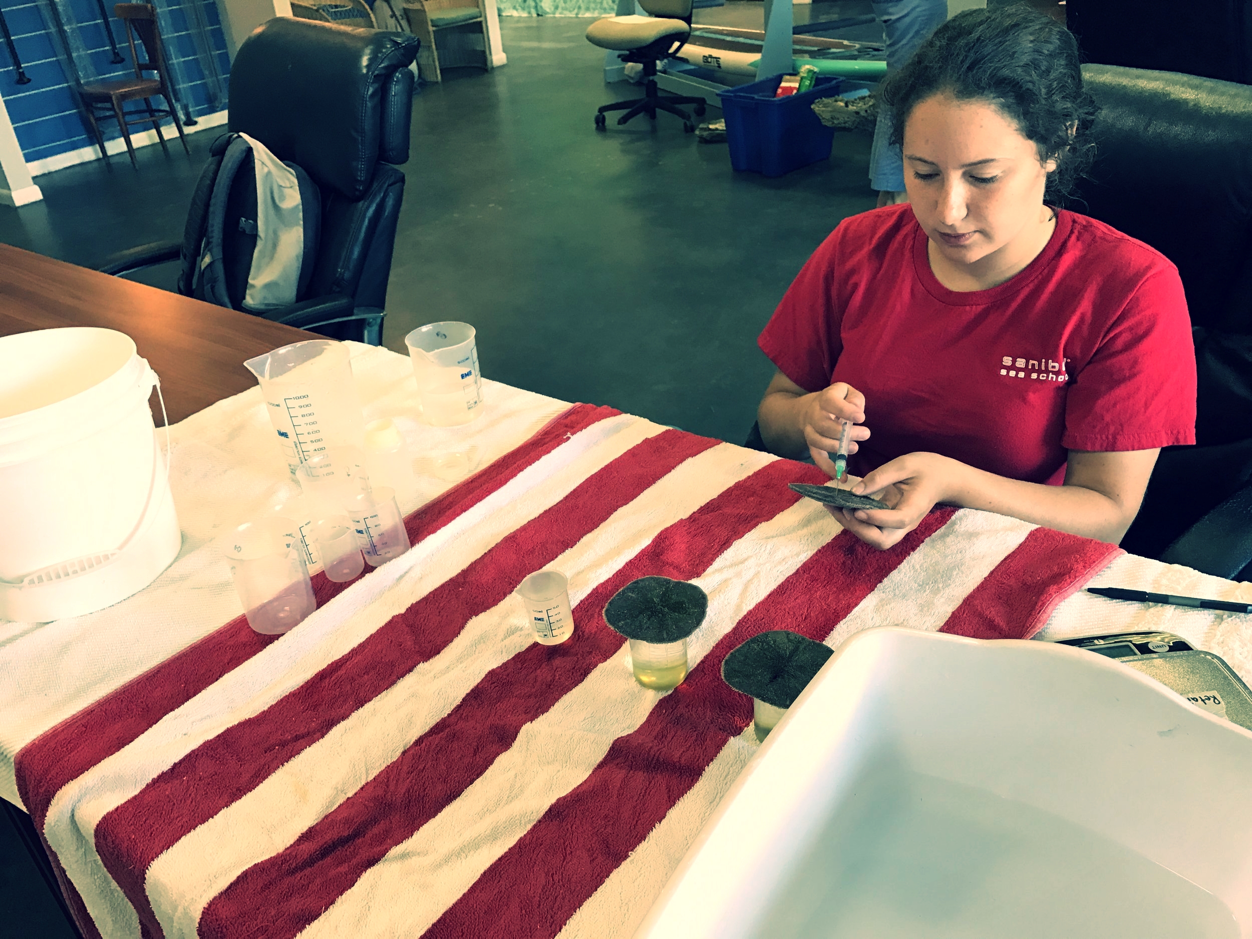 Margot Shaya assists with sand dollar research. 