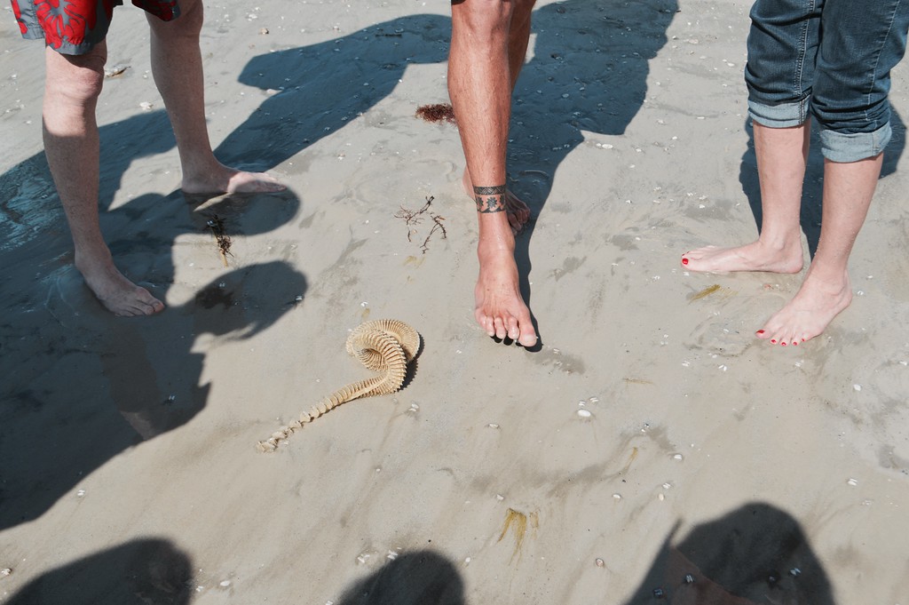 Doc Bruce gave an impromptu talk about lightning whelk egg cases. 