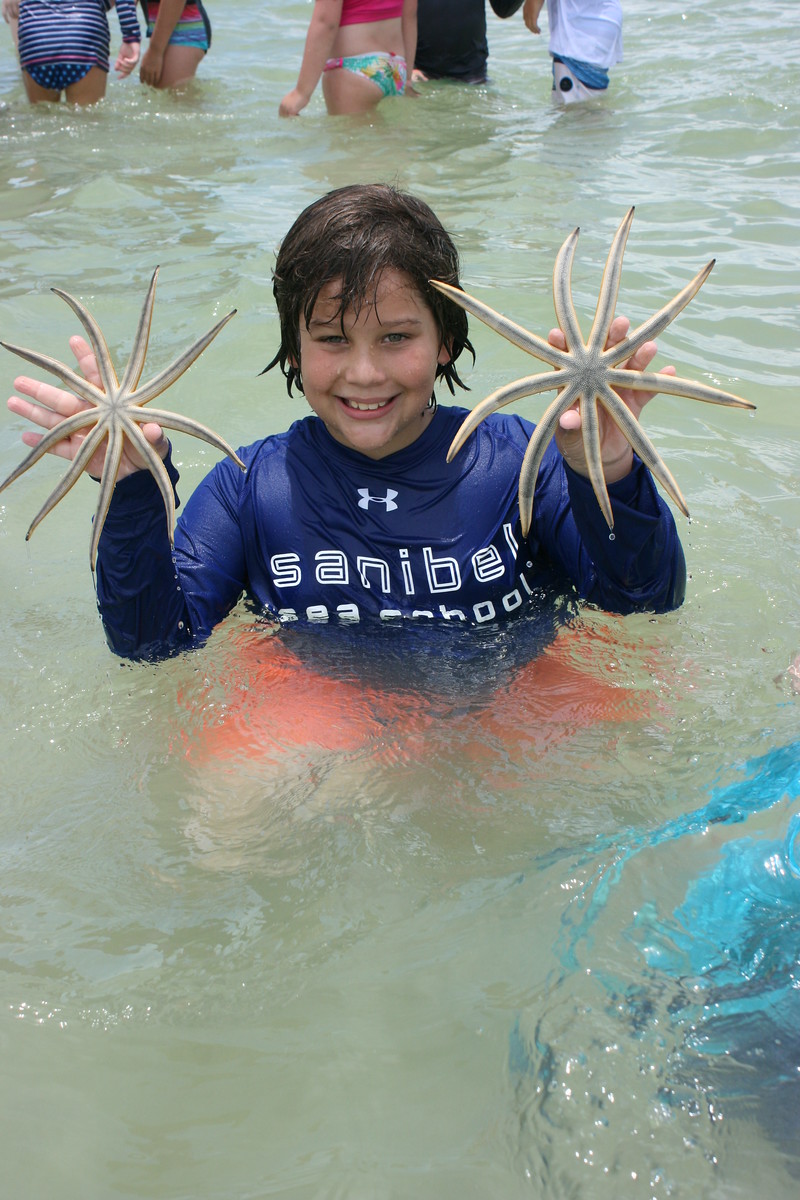 Nine-armed sea stars made a guest appearance during Pipefish Week. 