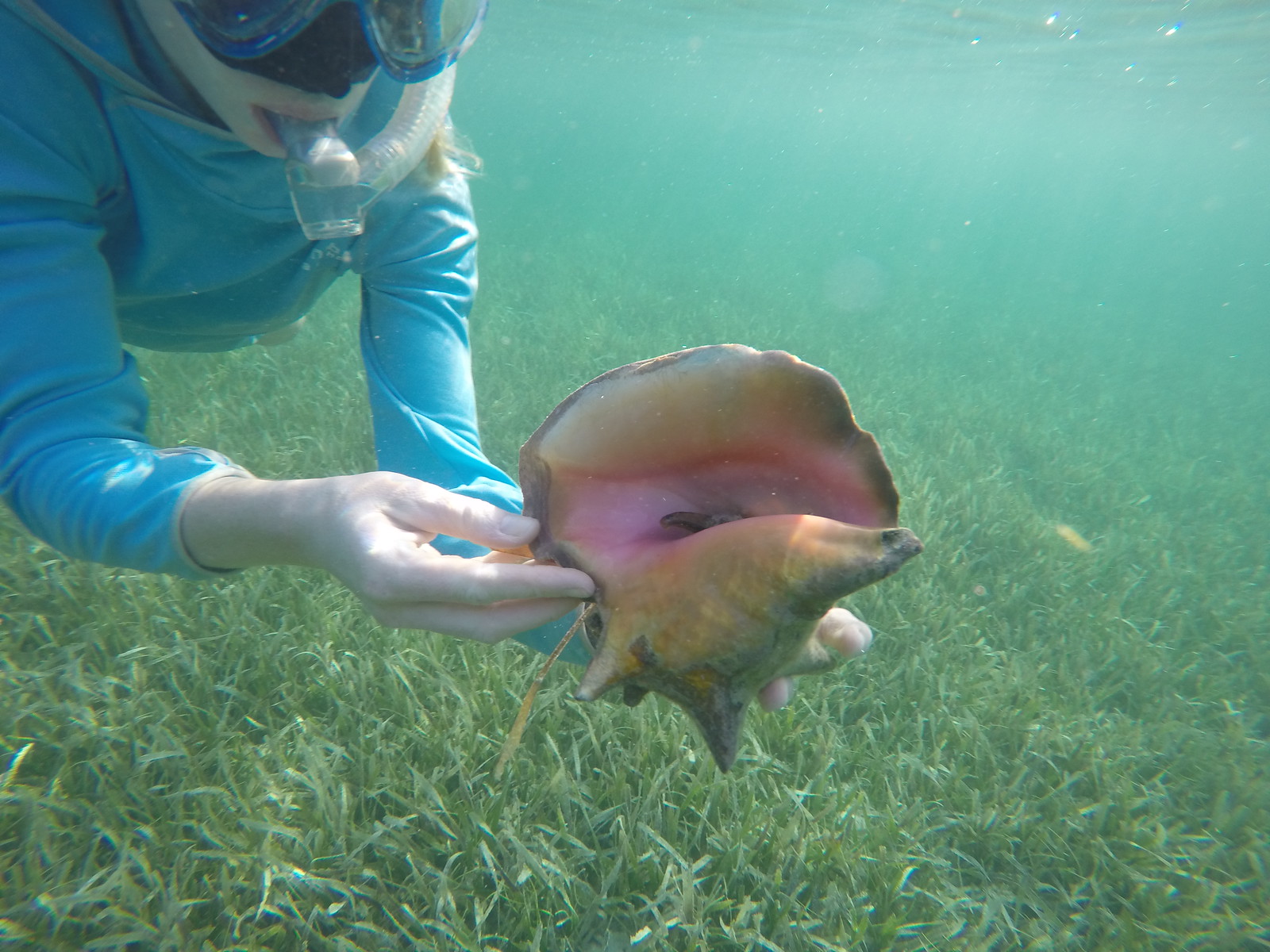 A queen conch. 