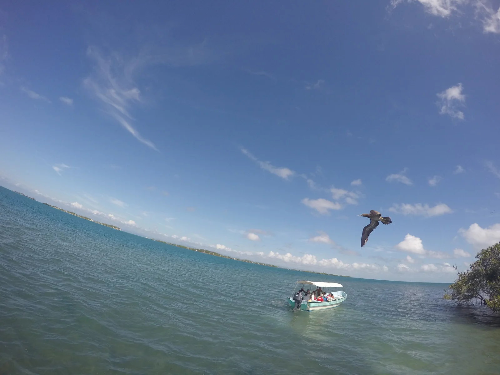 A Brown Booby flies over our group of snorkelers. 