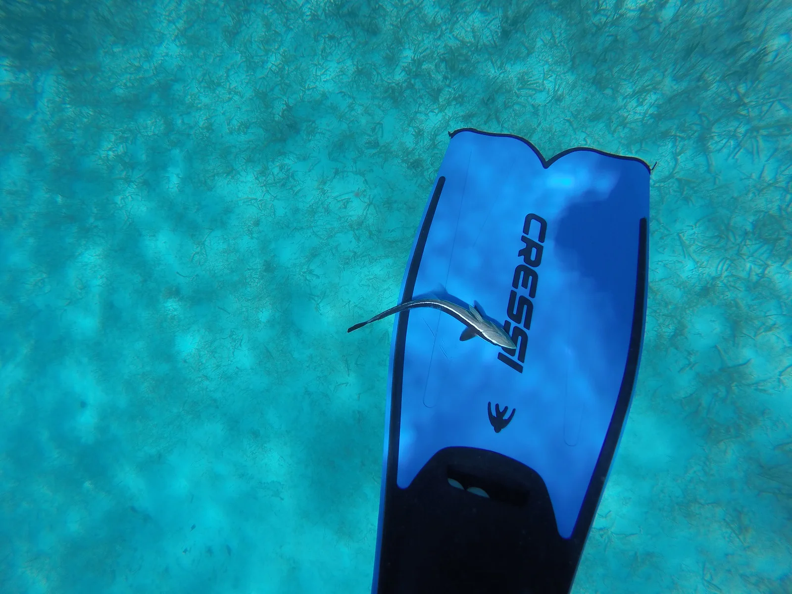 A remora attached itself to one of our snorkelers. 