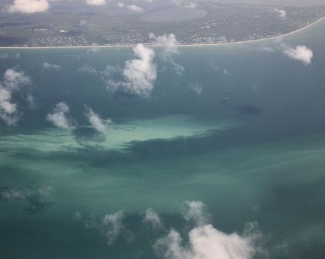 The Great White Sanibel Blob of 2017. 