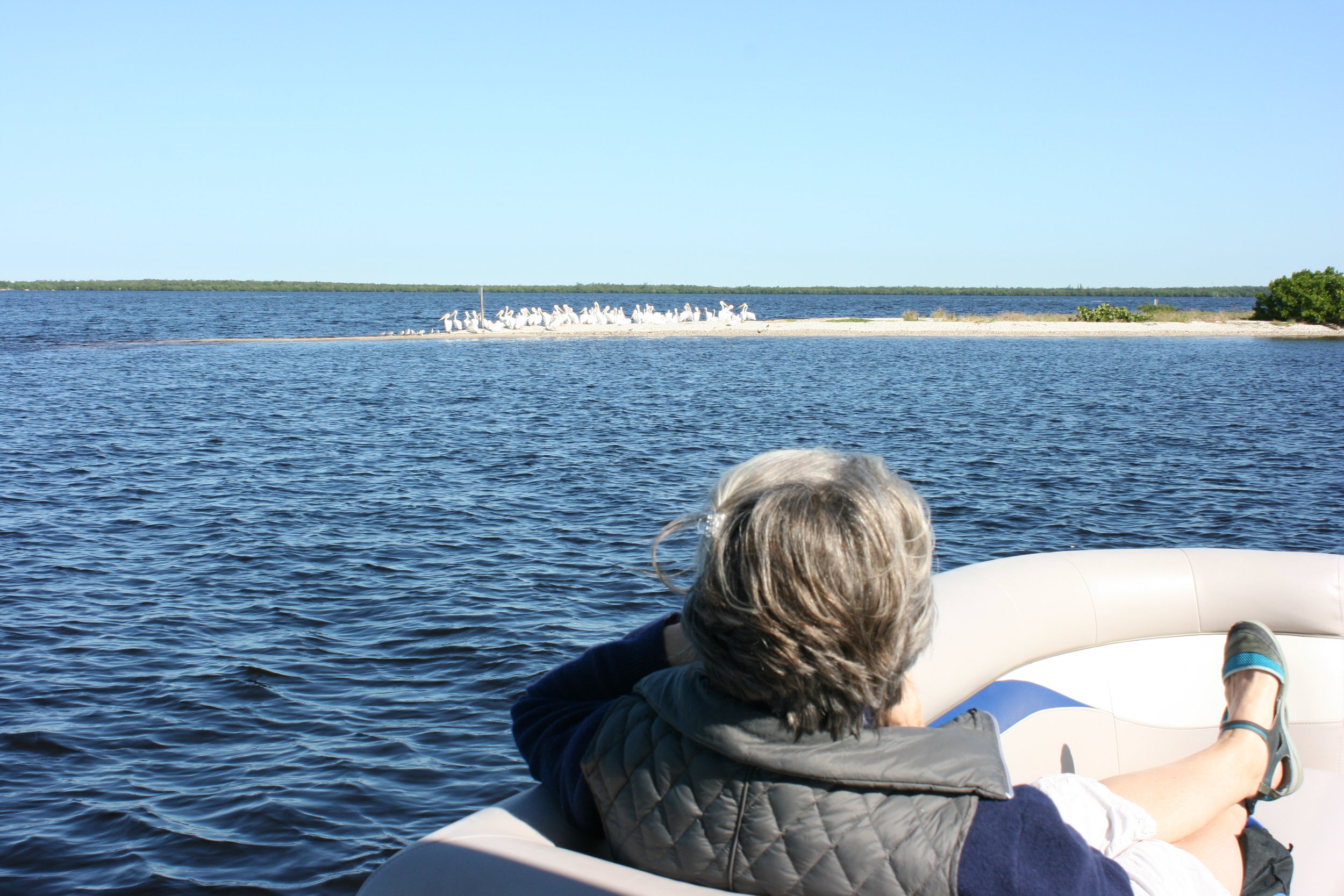 Participants observed a flock of American White Pelicans. 