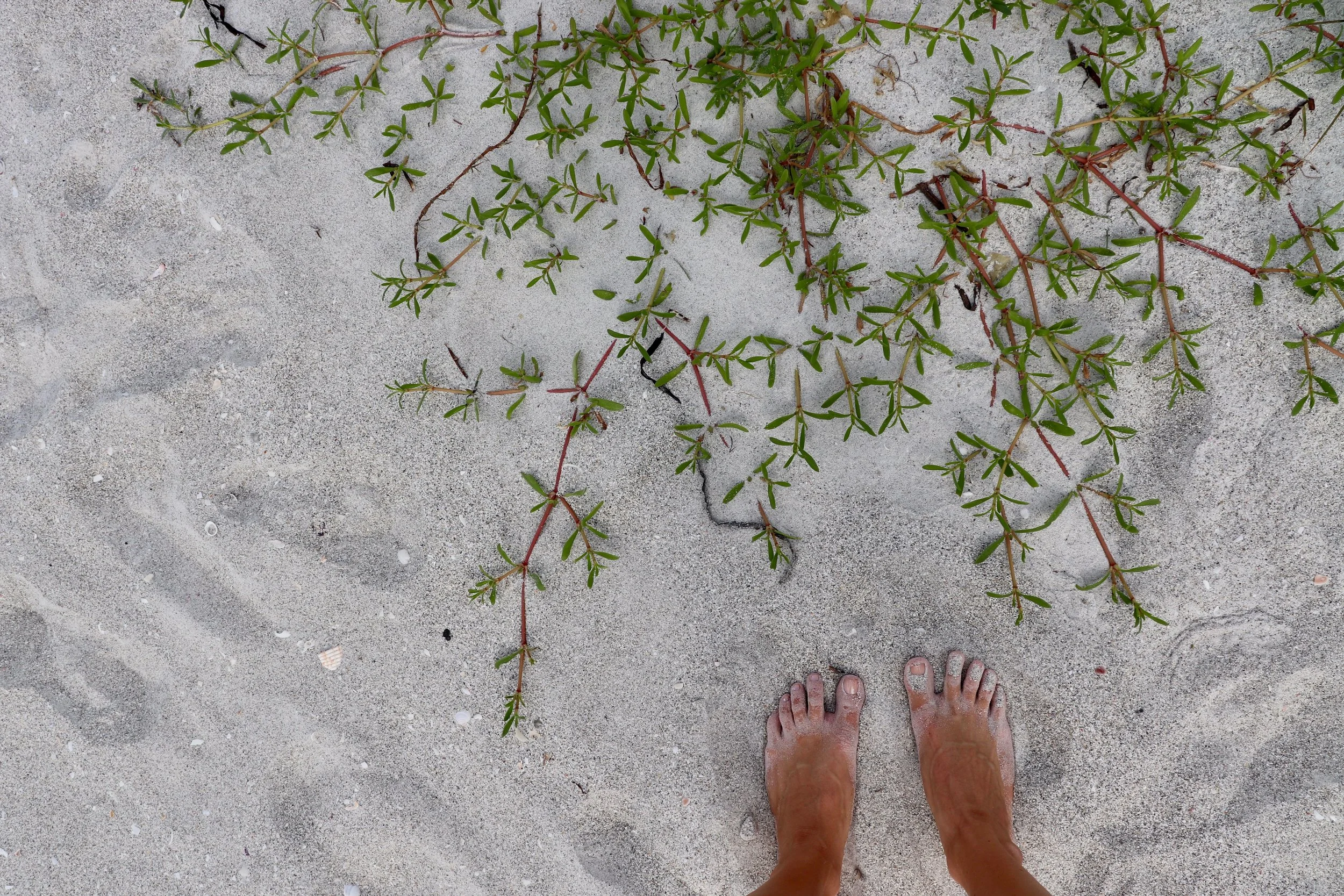 Sea purslane is delicious and nutritious. 