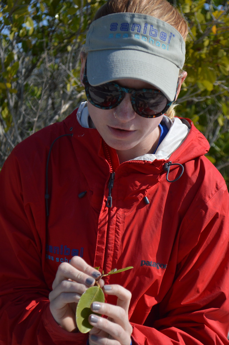 Nicole Finnicum points out the extrafloral nectaries, or "bolts", on a white mangrove. 