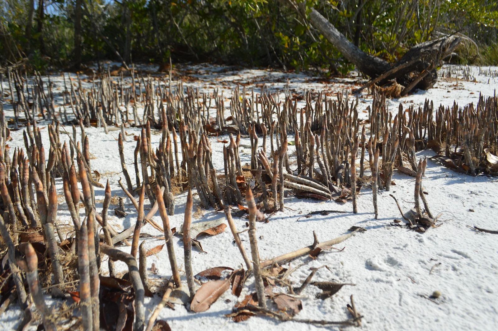 Black mangroves have pneumatophores. 