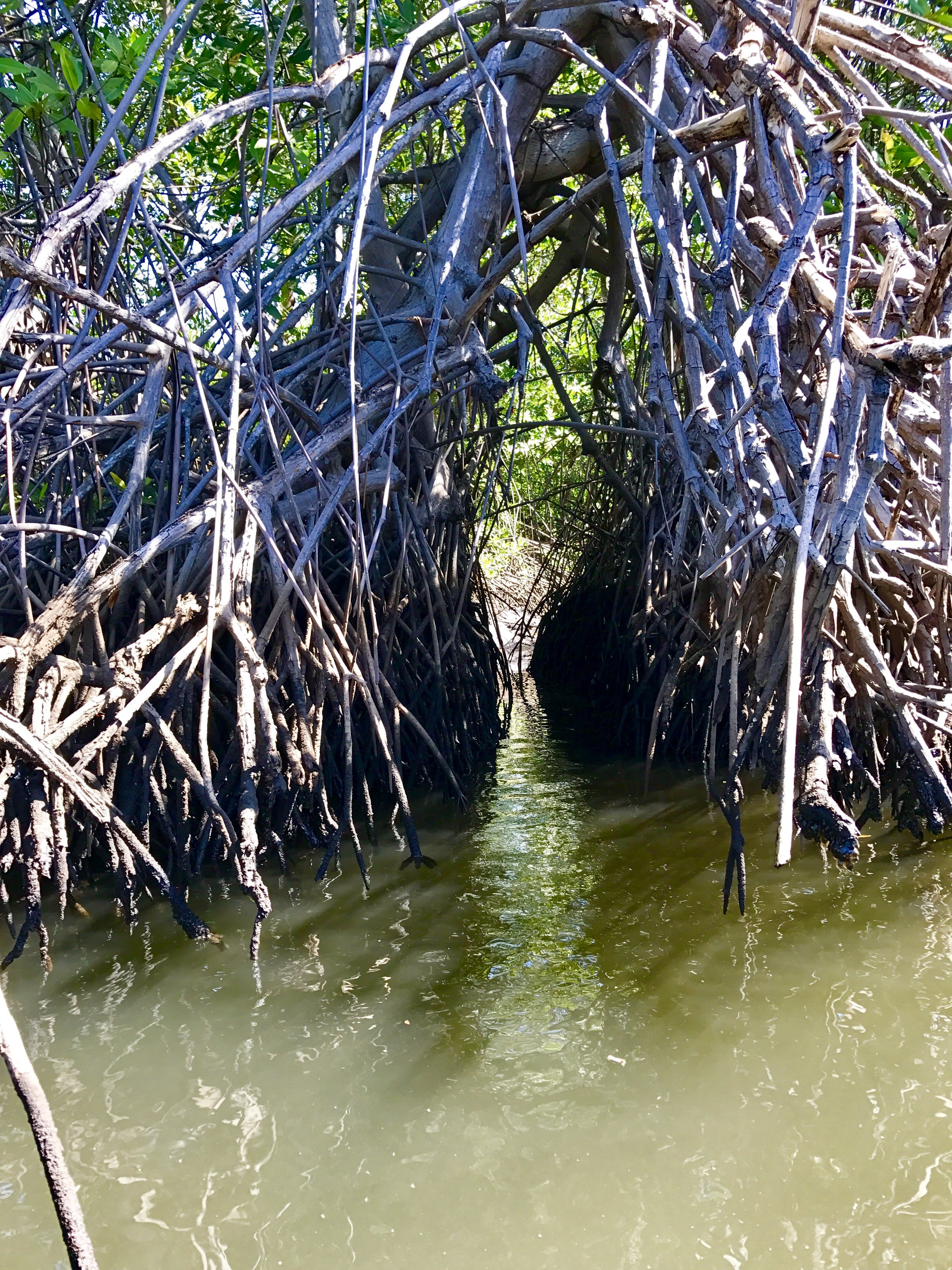 Wild About Mangroves — Sanibel Sea School Wild About Mangroves — Sanibel Sea School