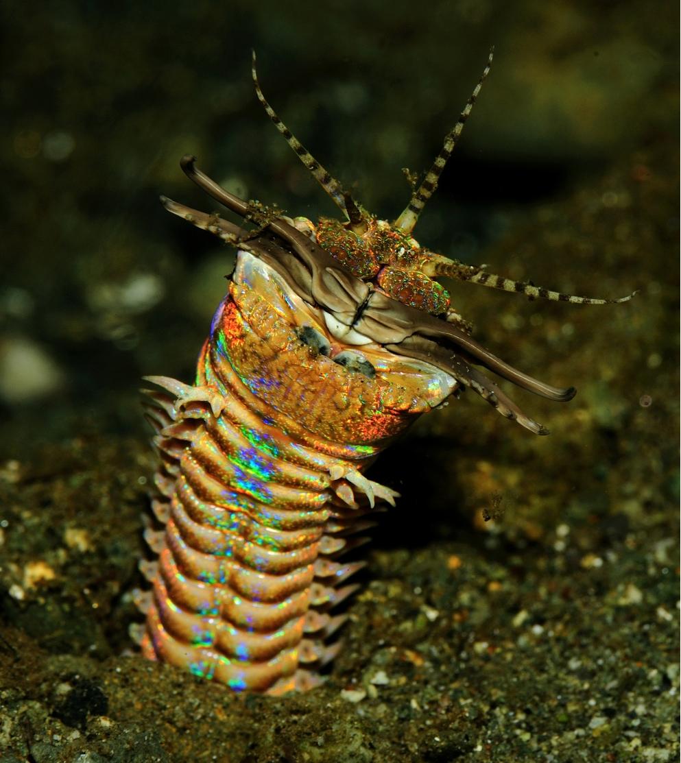 A bobbit worm (https://ocean.si.edu/ocean-life/invertebrates/bobbit-worm).