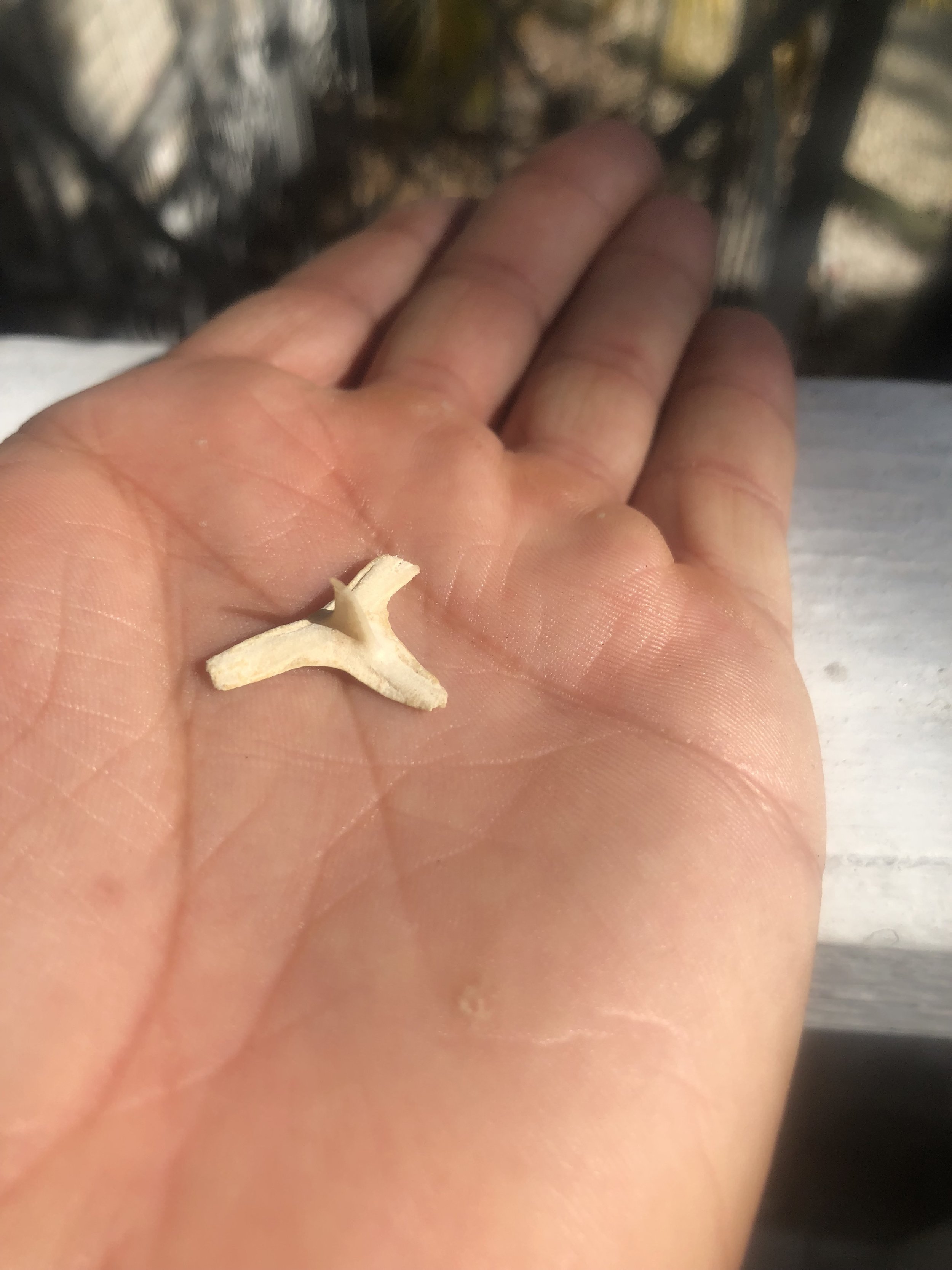A burrfish spine.