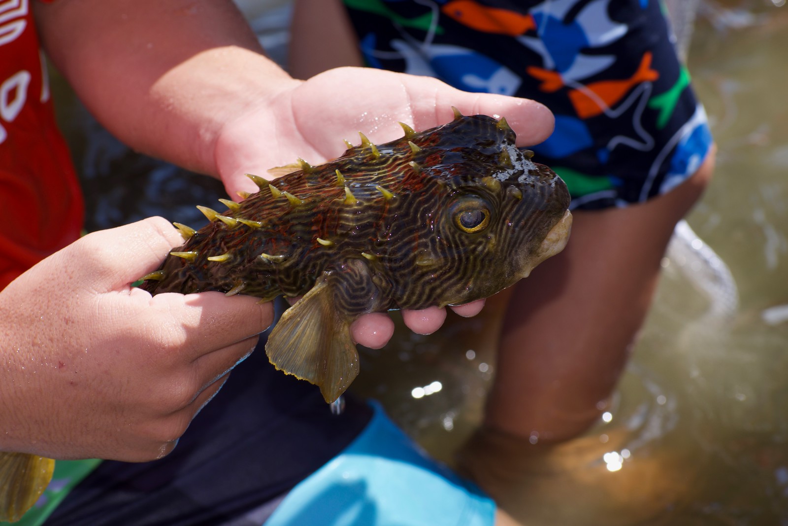 The Beachcomber's Guide: Those Spiky Fish — Sanibel Sea School