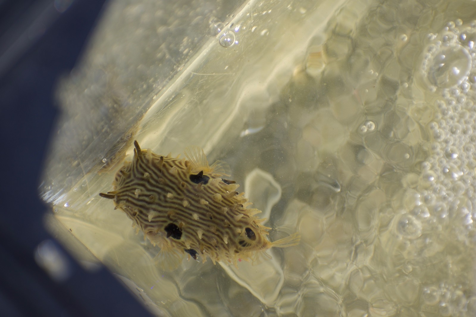 A small striped burrfish in our observation tank.
