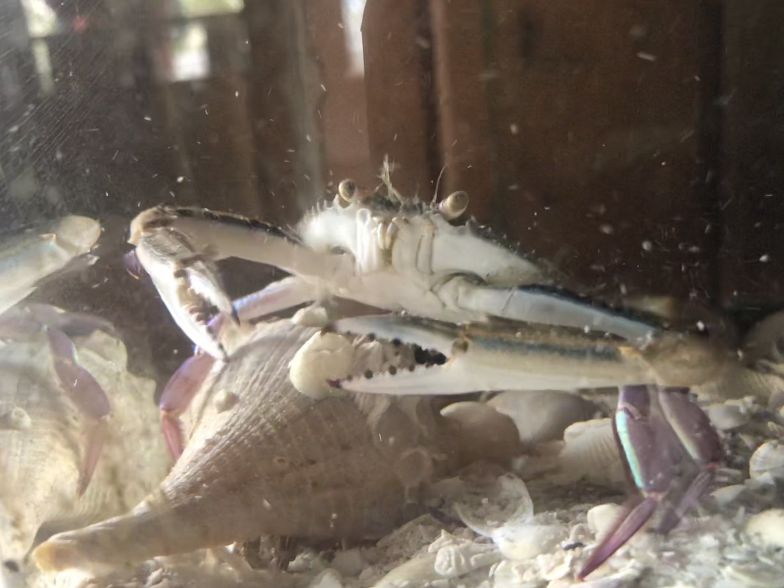 An iridescent swimming crab.