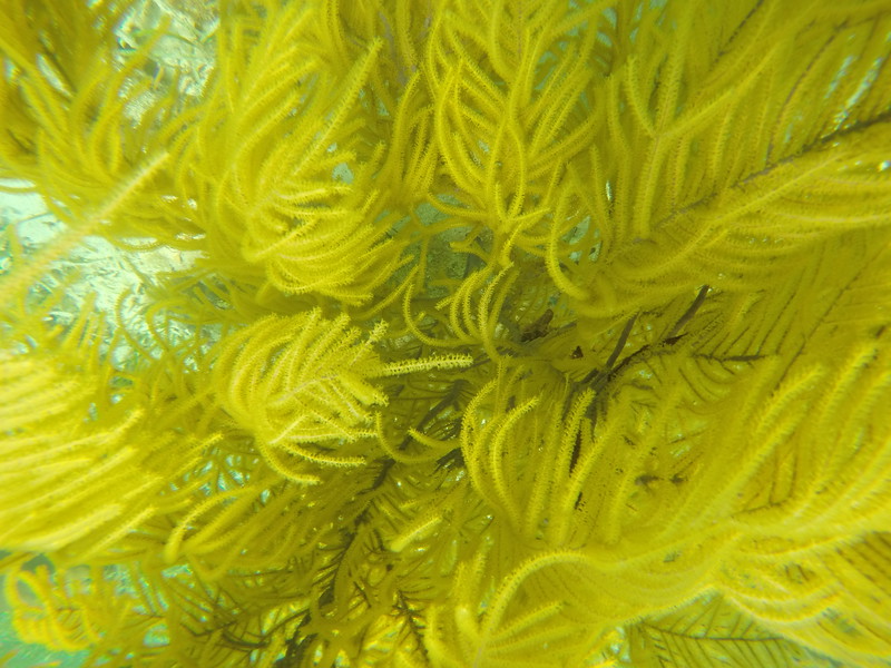 A sea plume.